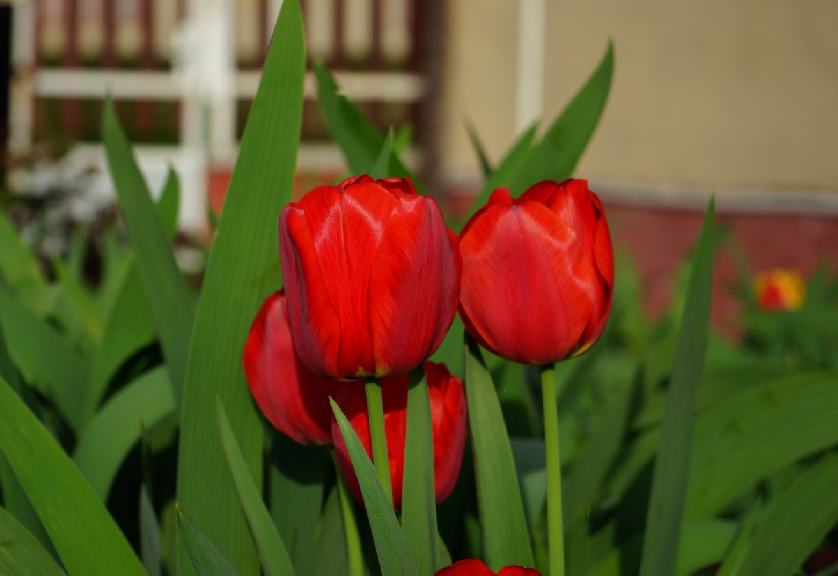 red tulips picture big picture