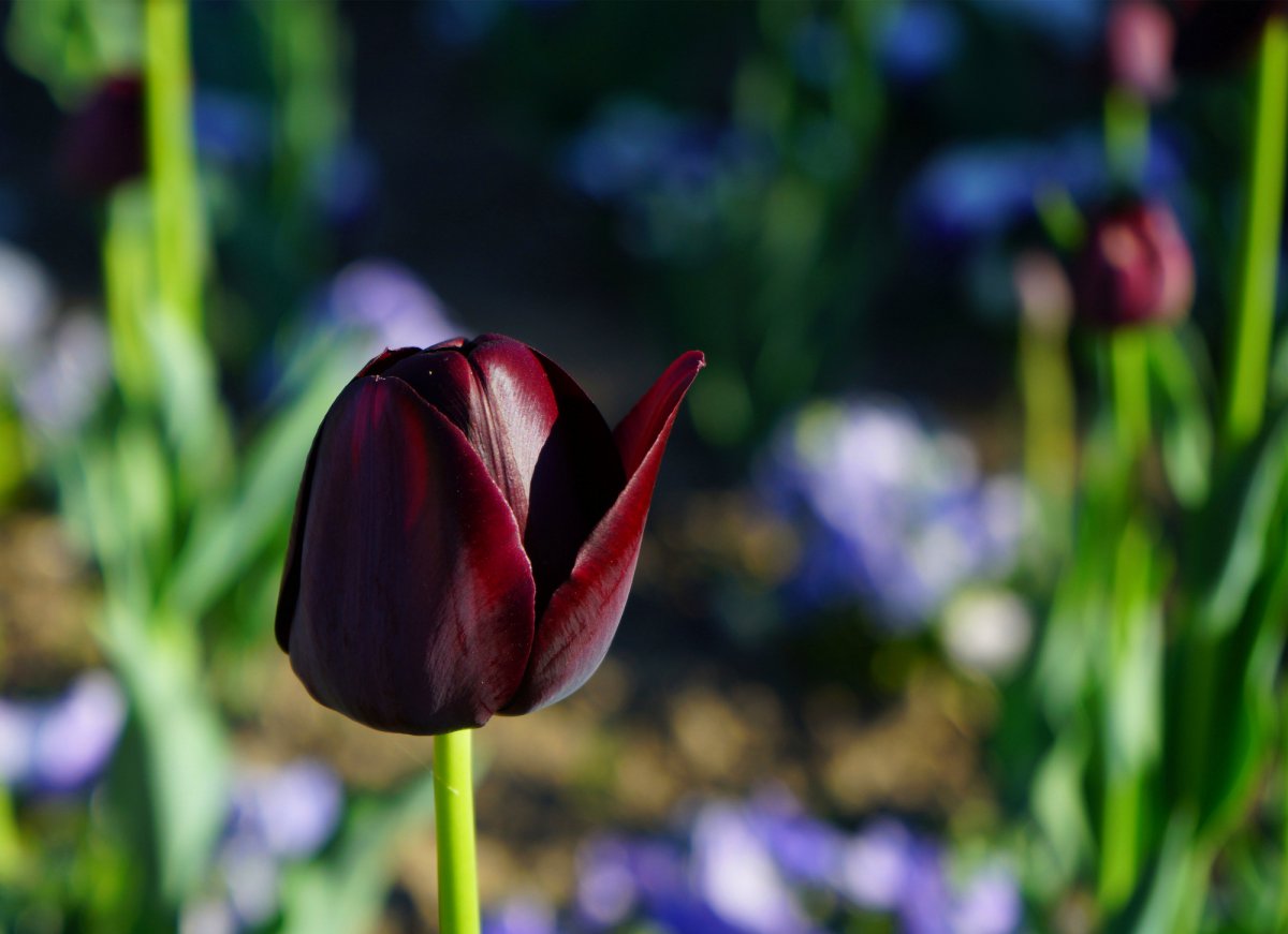 Black tulips HD pictures