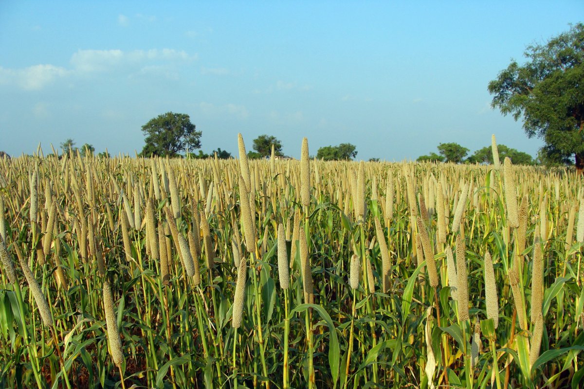 Pictures of pearl millet with strong fibrous roots