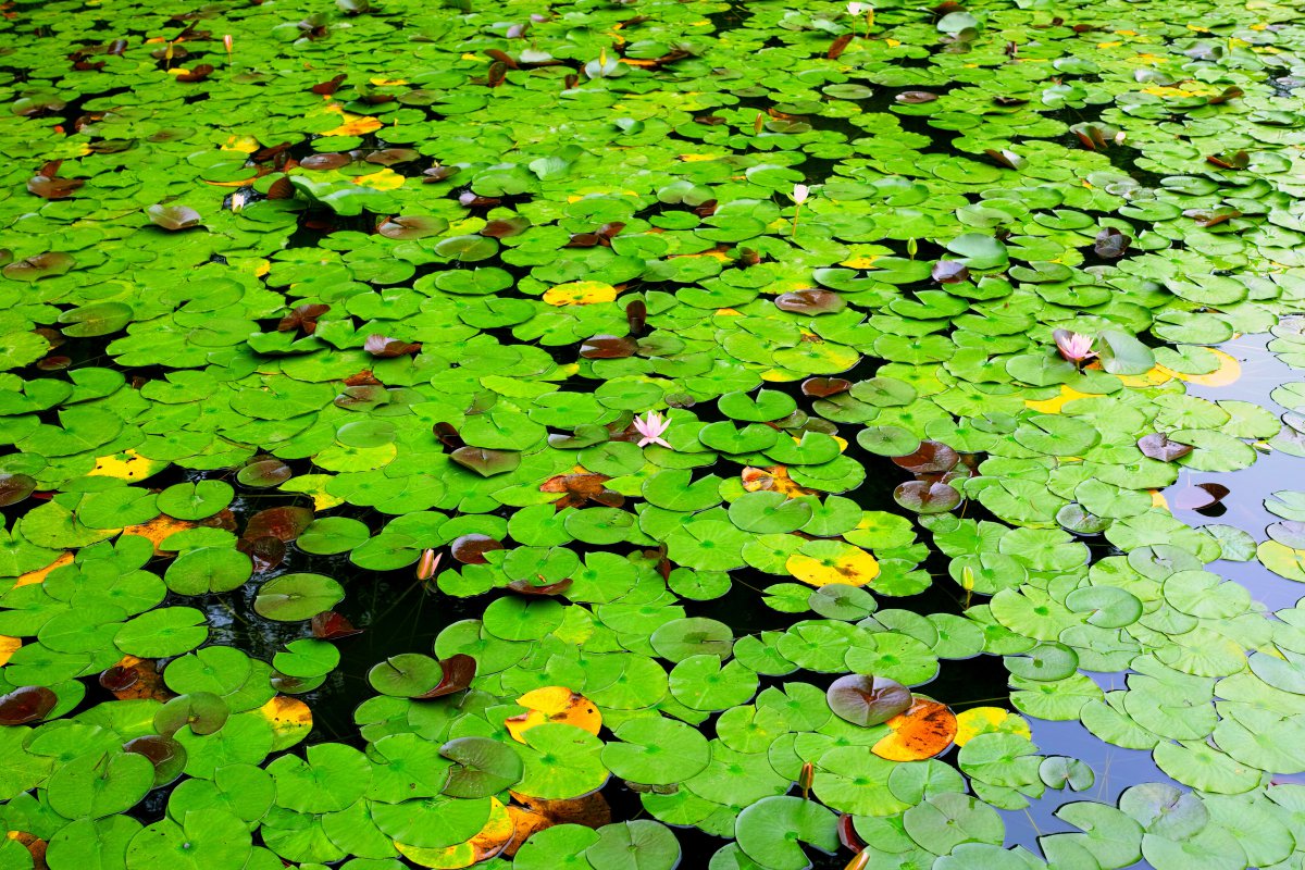 Picture of fresh green lotus leaves in summer