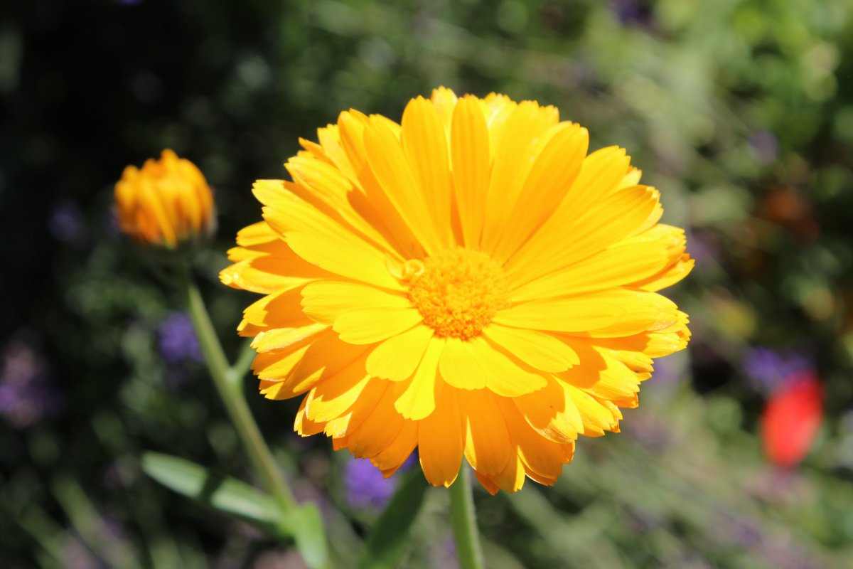 Elegant and colorful marigold pictures