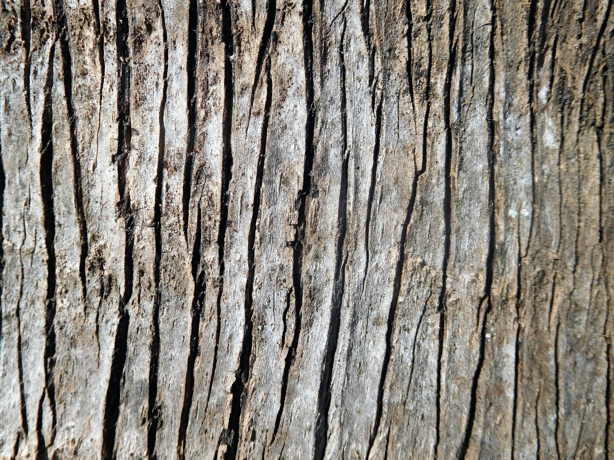 Pictures of tree bark with different textures