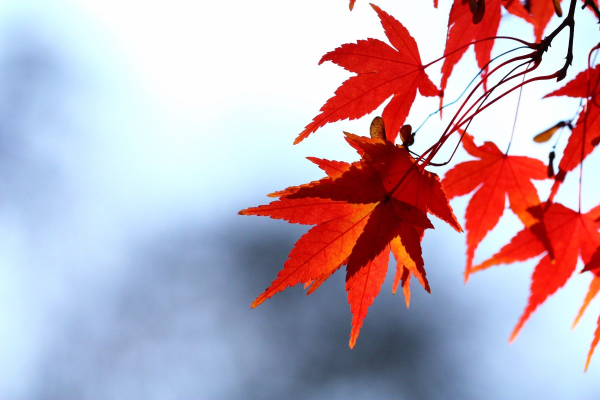 Beautiful red maple leaves pictures in autumn