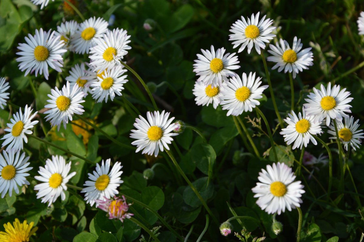 Pure wild daisy pictures