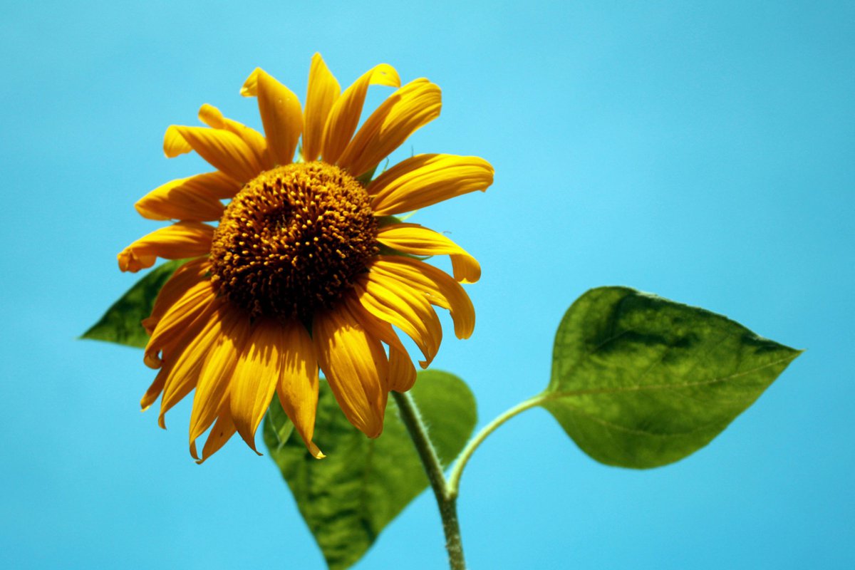 Golden beautiful sunflower pictures