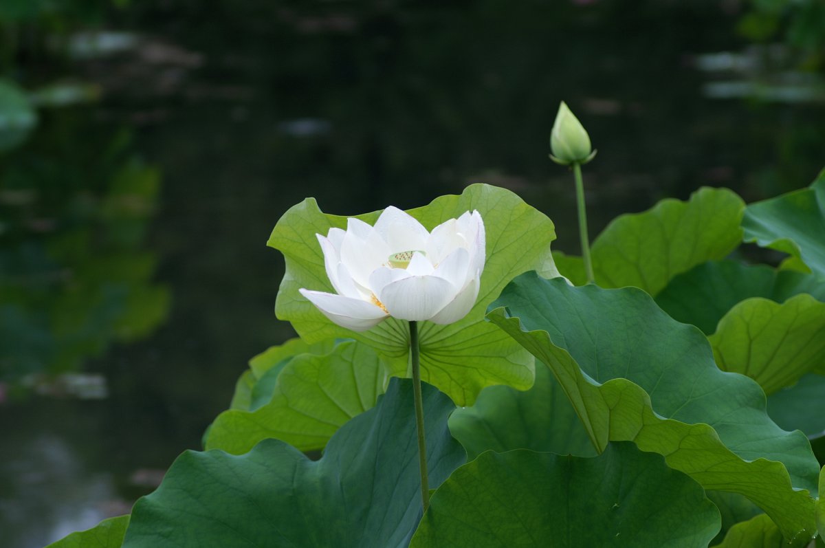 Beautiful and elegant lotus pictures