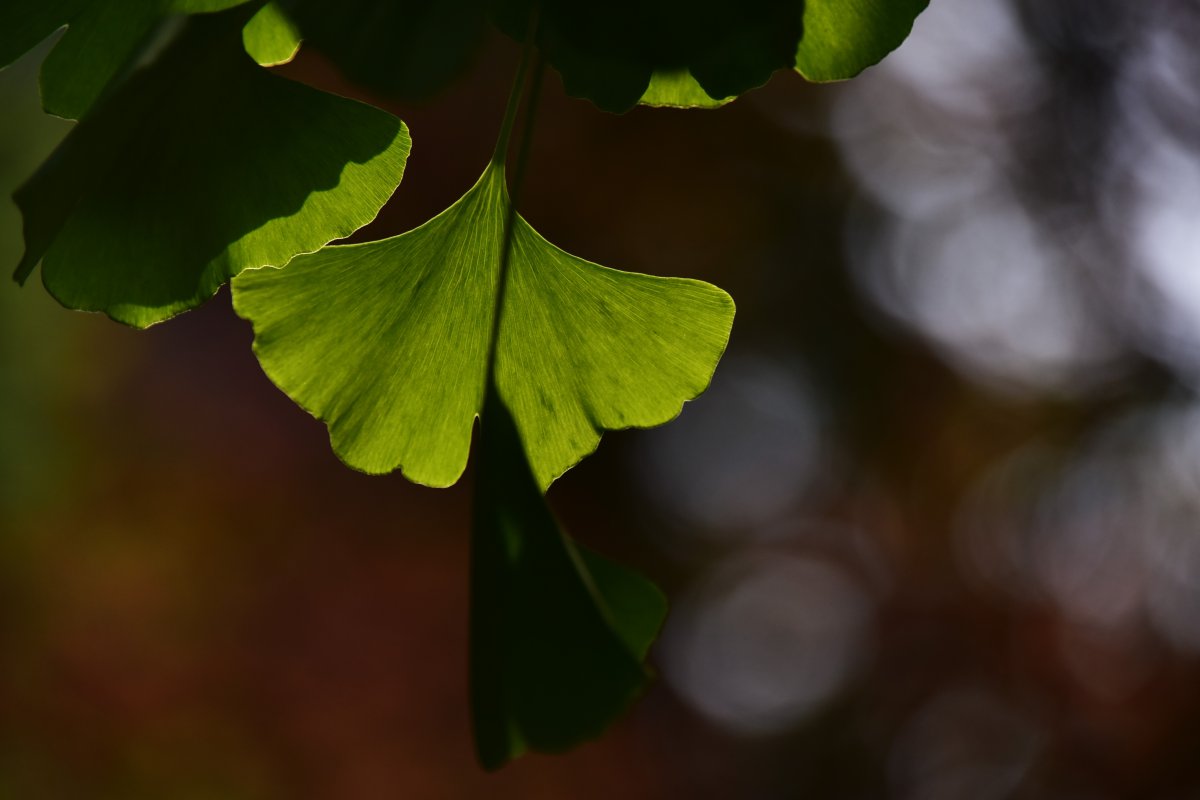 Fan-shaped ginkgo leaves pictures