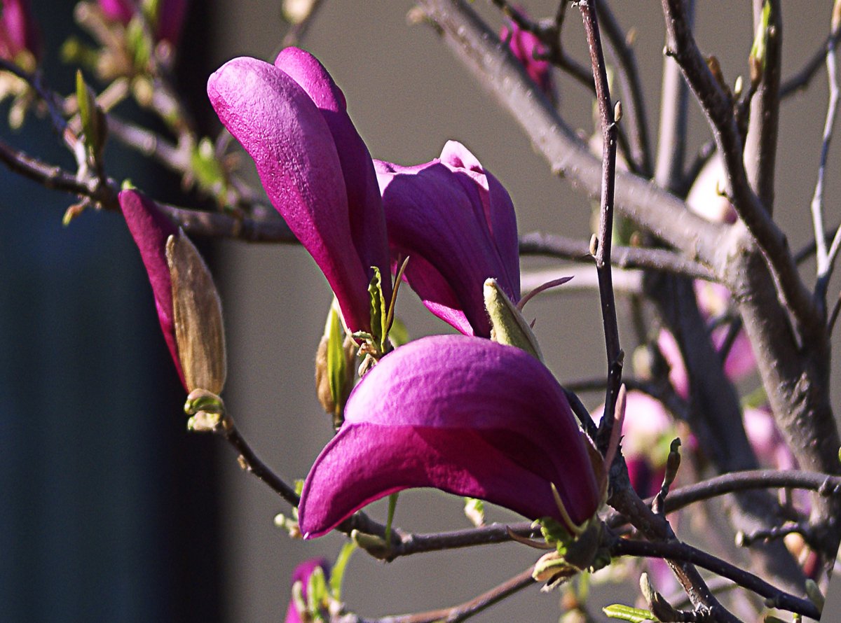 Elegant and fragrant magnolia flower pictures