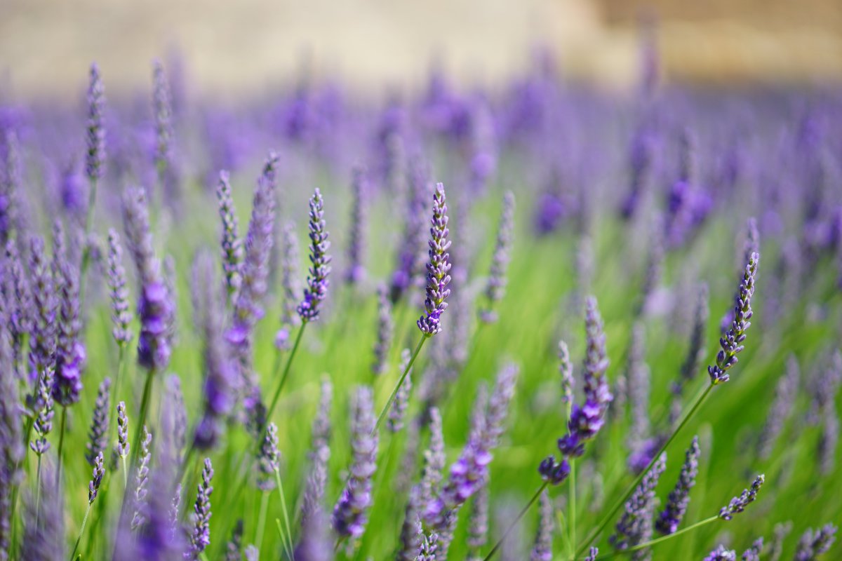 Beautiful purple lavender pictures