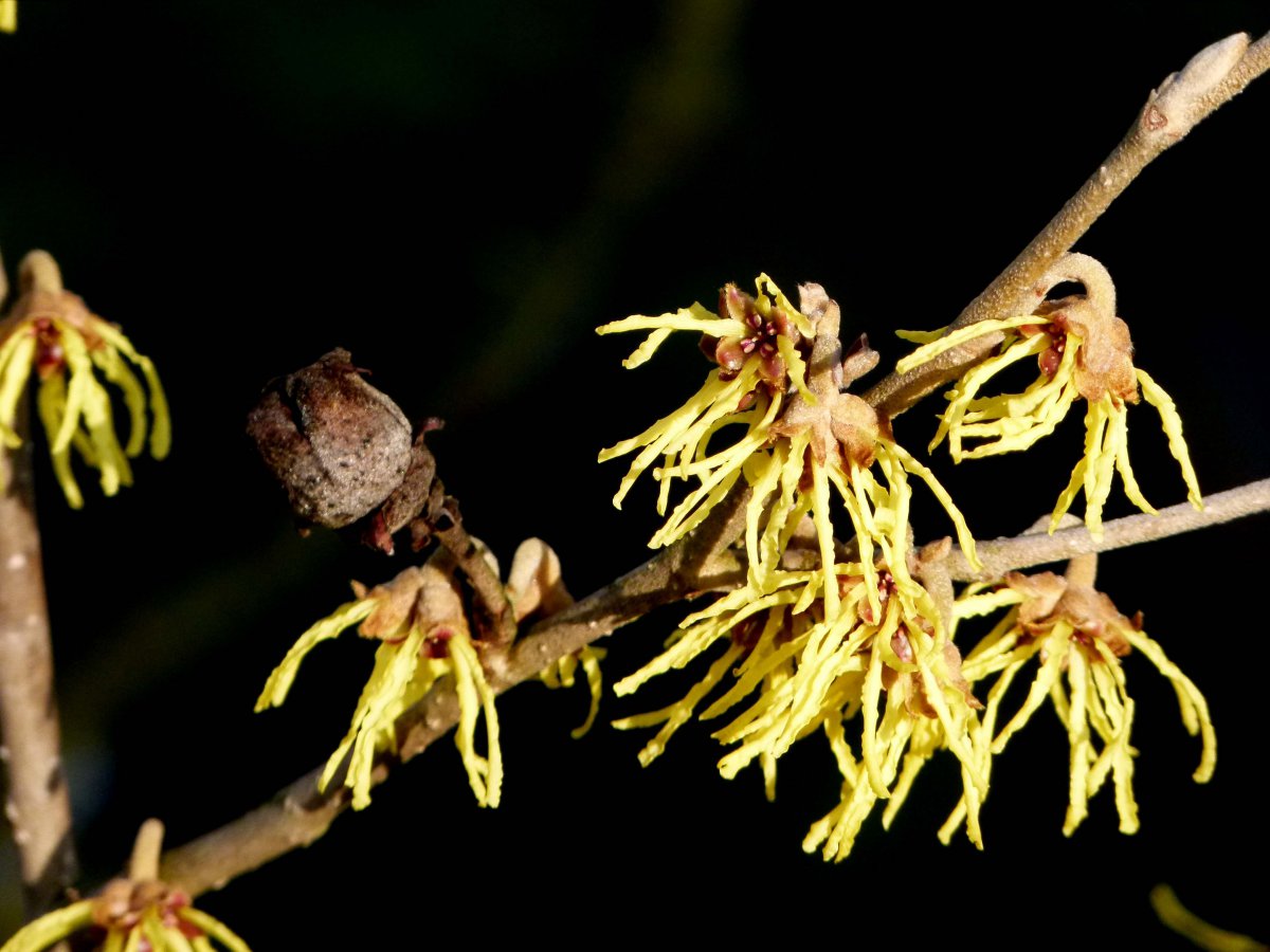 Charming witch hazel pictures