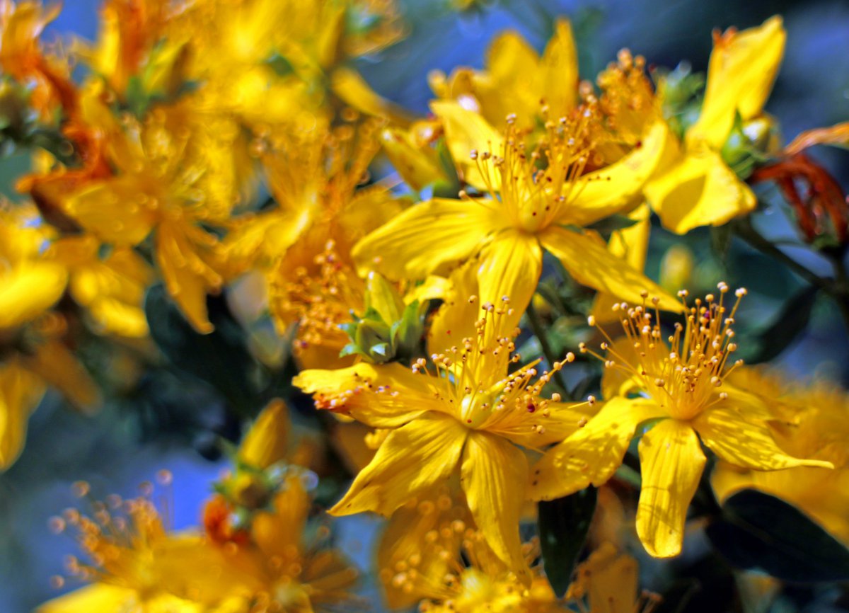 Beautiful and fresh forsythia pictures