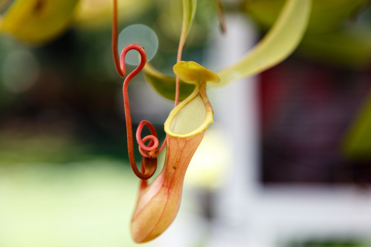 Weird pitcher plant pictures