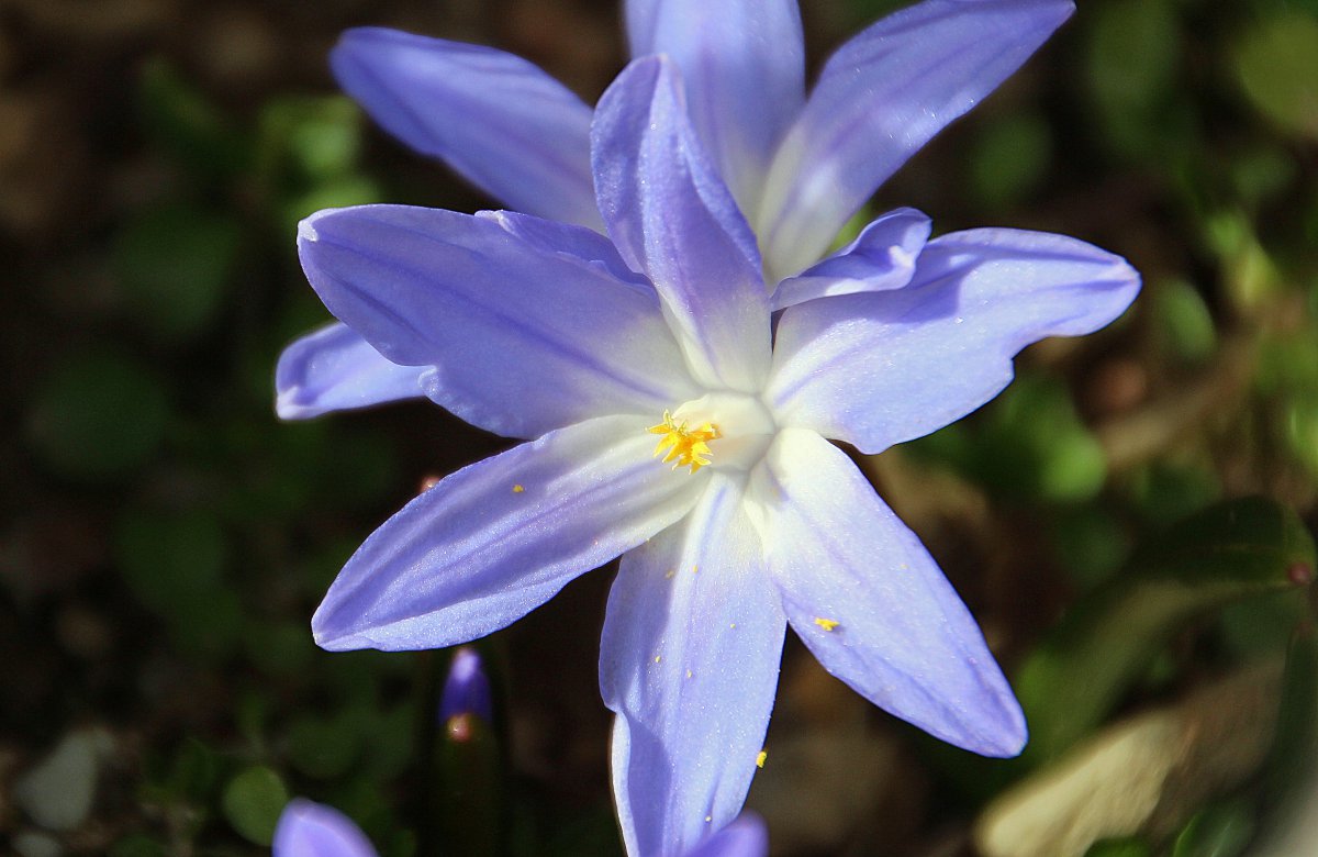 Fresh blue star flower pictures