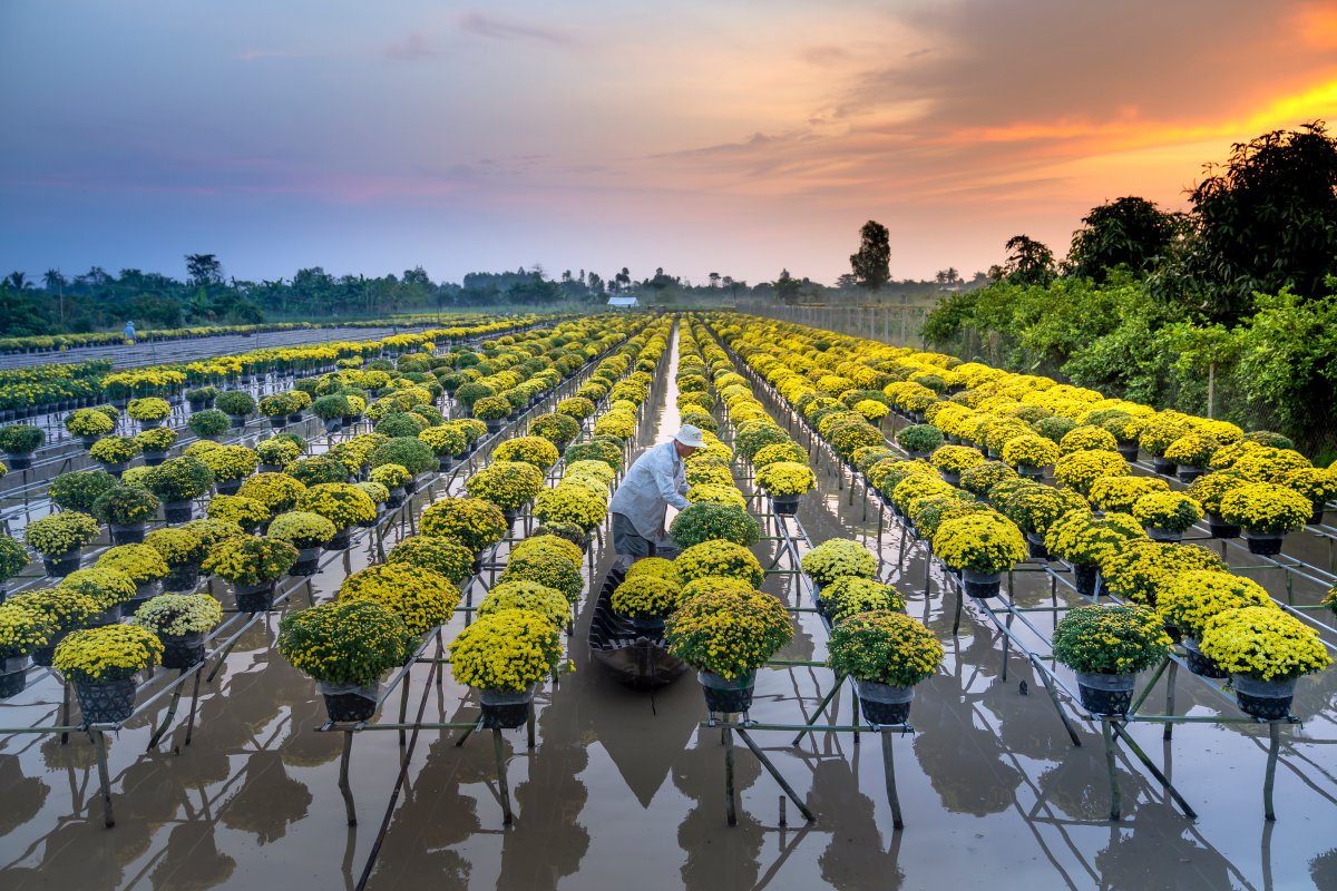 Water flower garden pictures