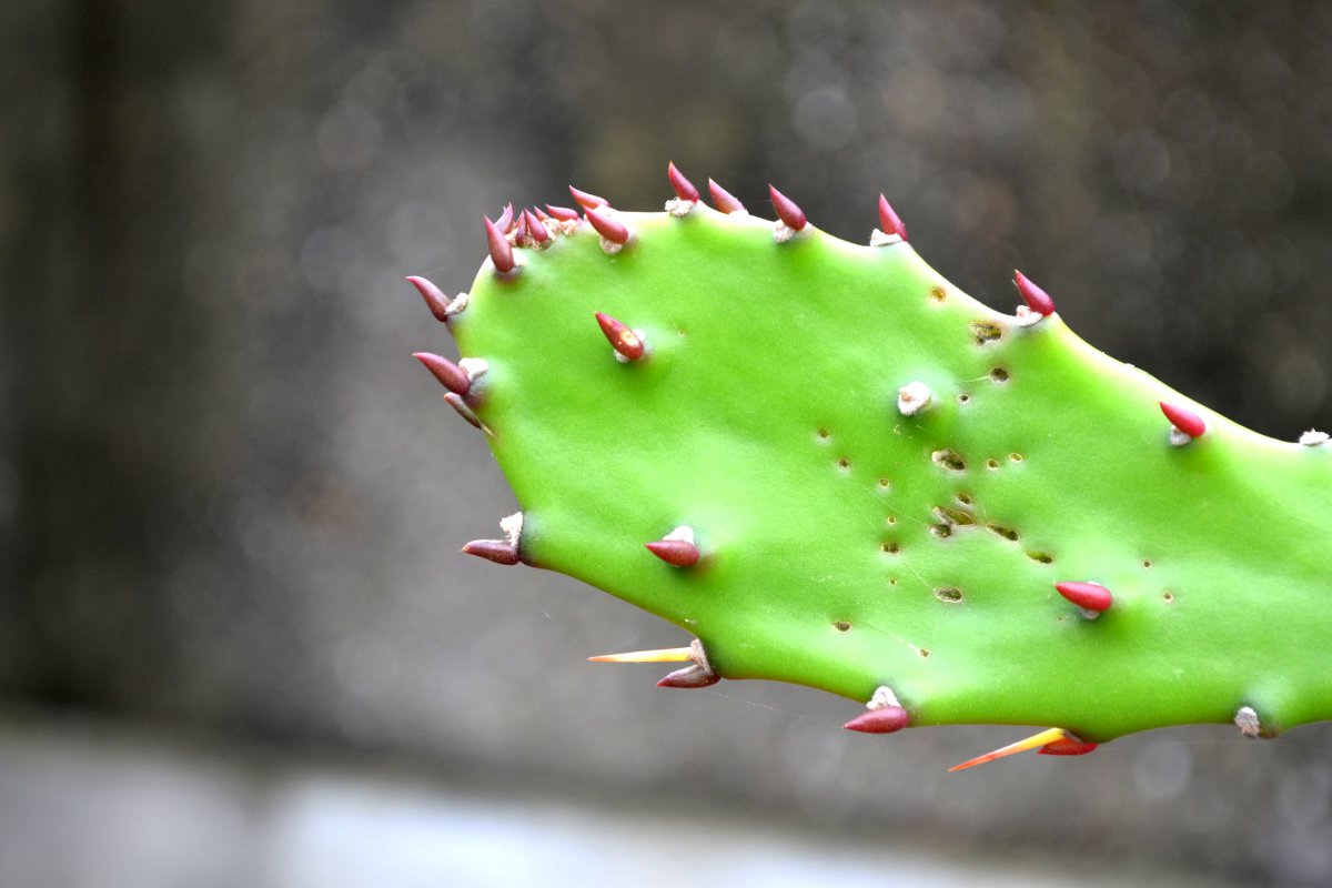 Green prickly cactus pictures