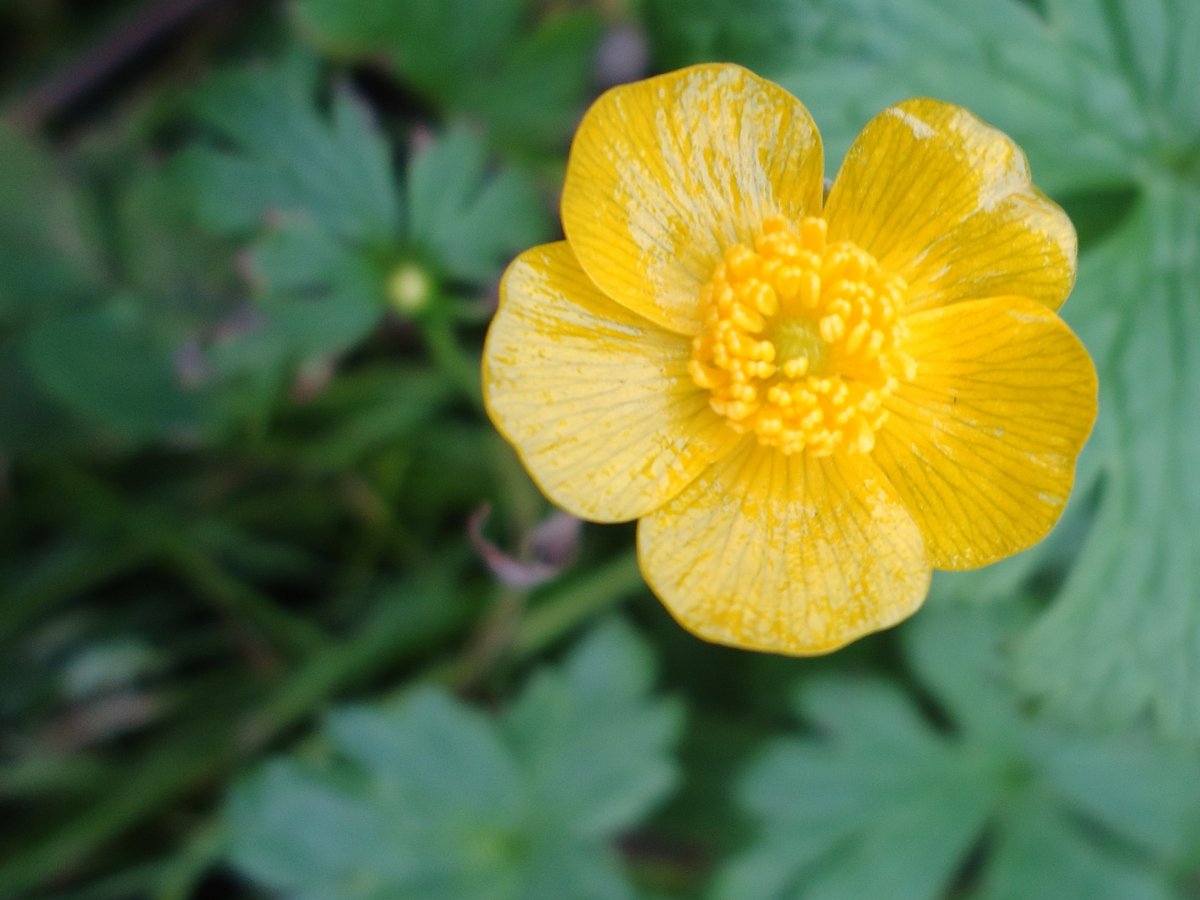 Pictures of buttercup flowers in various colors