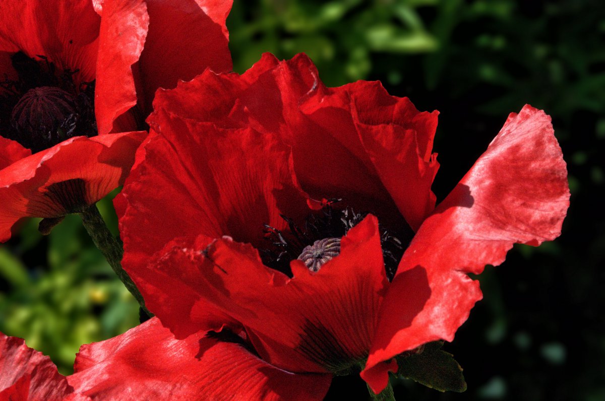 Delicate poppy flower pictures