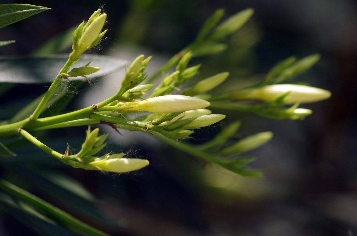 White oleander HD pictures