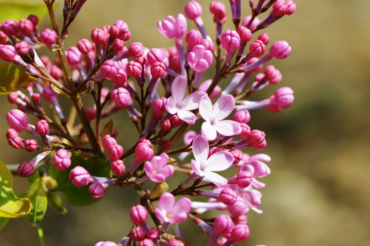 Pink lilac flower HD pictures