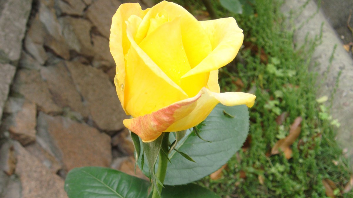 Beautiful yellow rose HD pictures