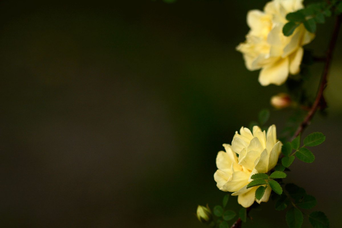 HD pictures of blooming rose flowers