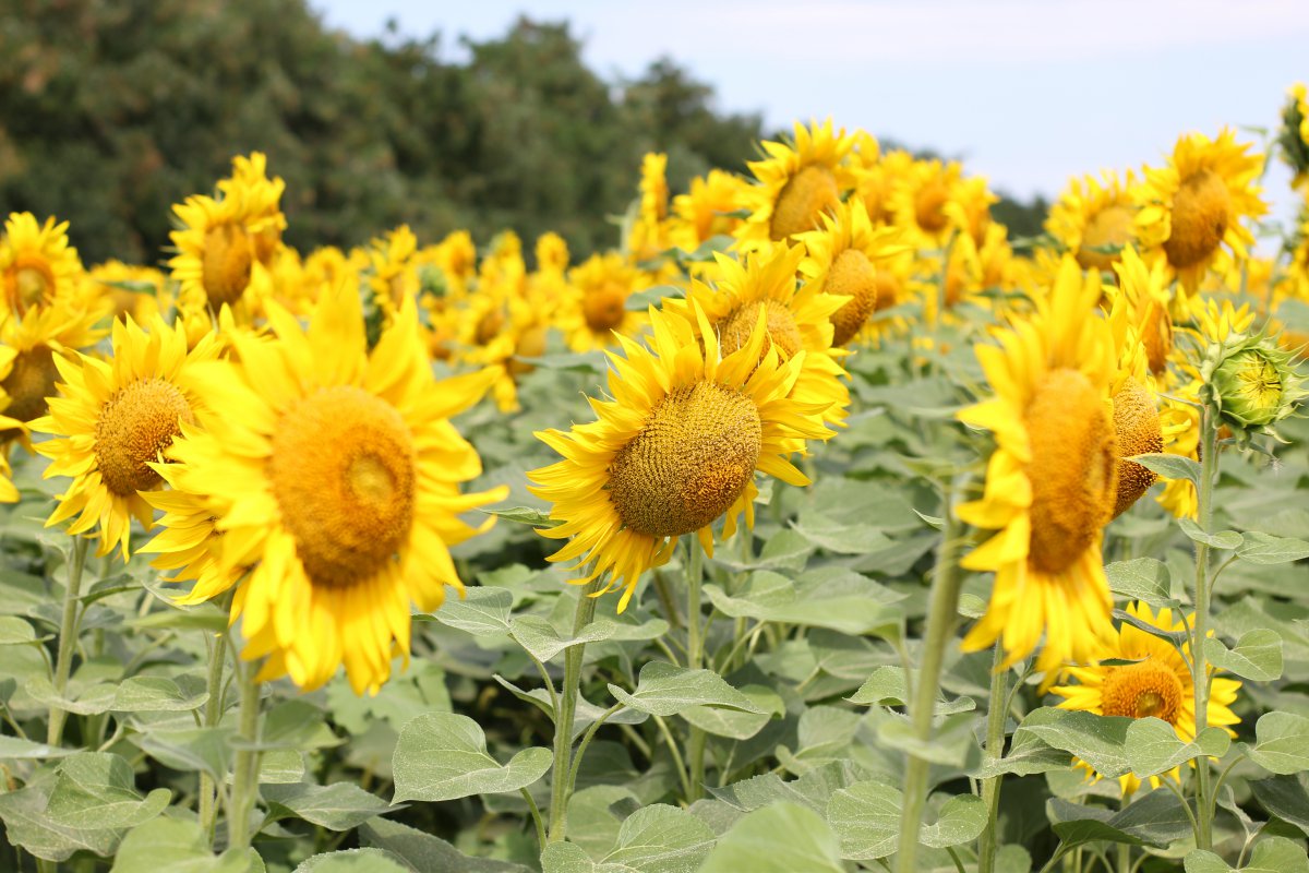 Golden sunflower close-up picture