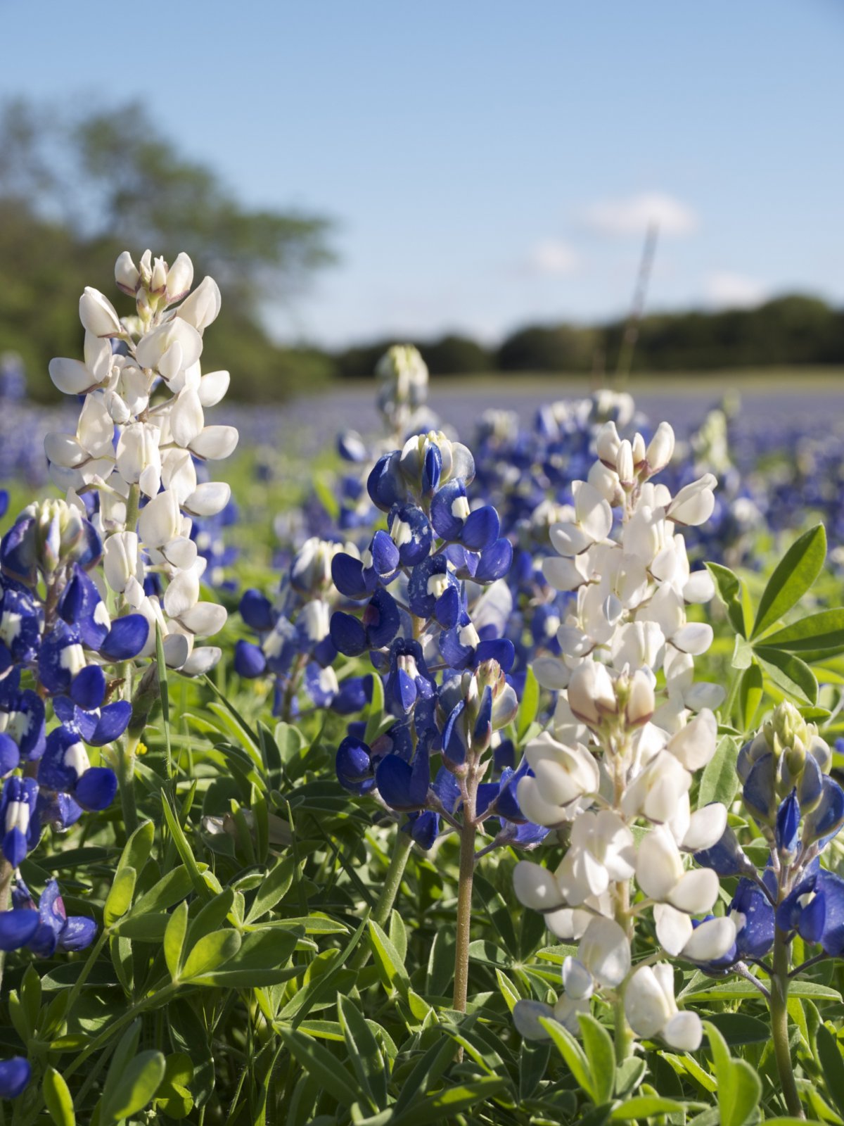 Pictures of elegant lupine flowers