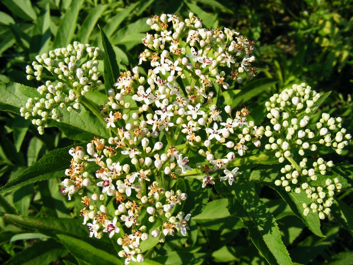 Elderberry flowers pictures