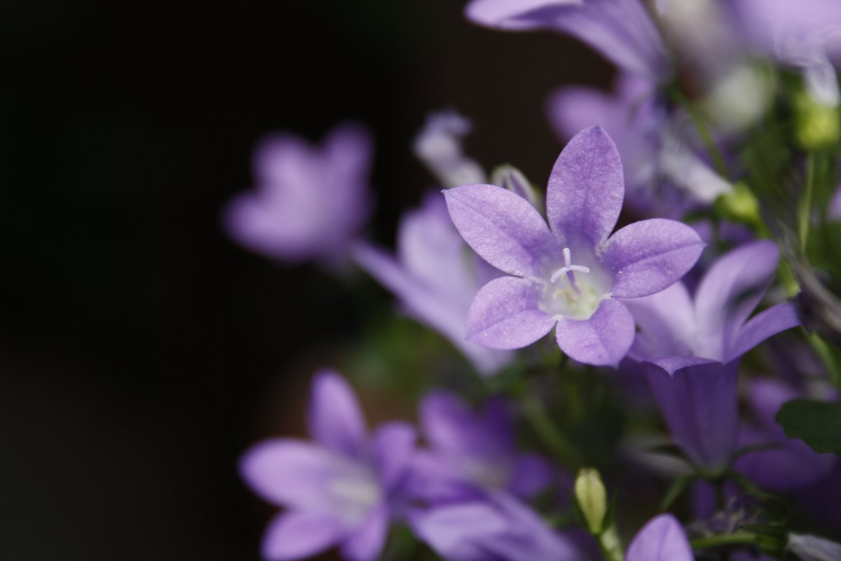 Fresh and elegant purple platycodon flower pictures