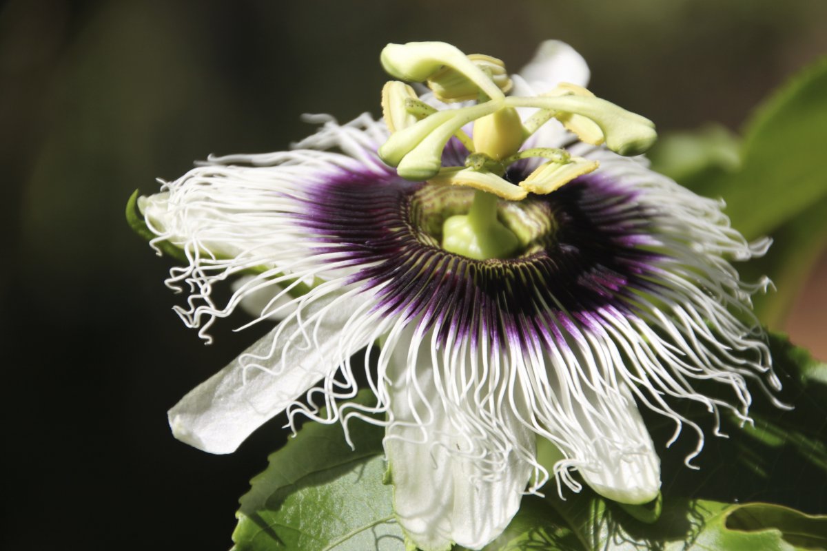 Pictures of clock flowers with special shapes