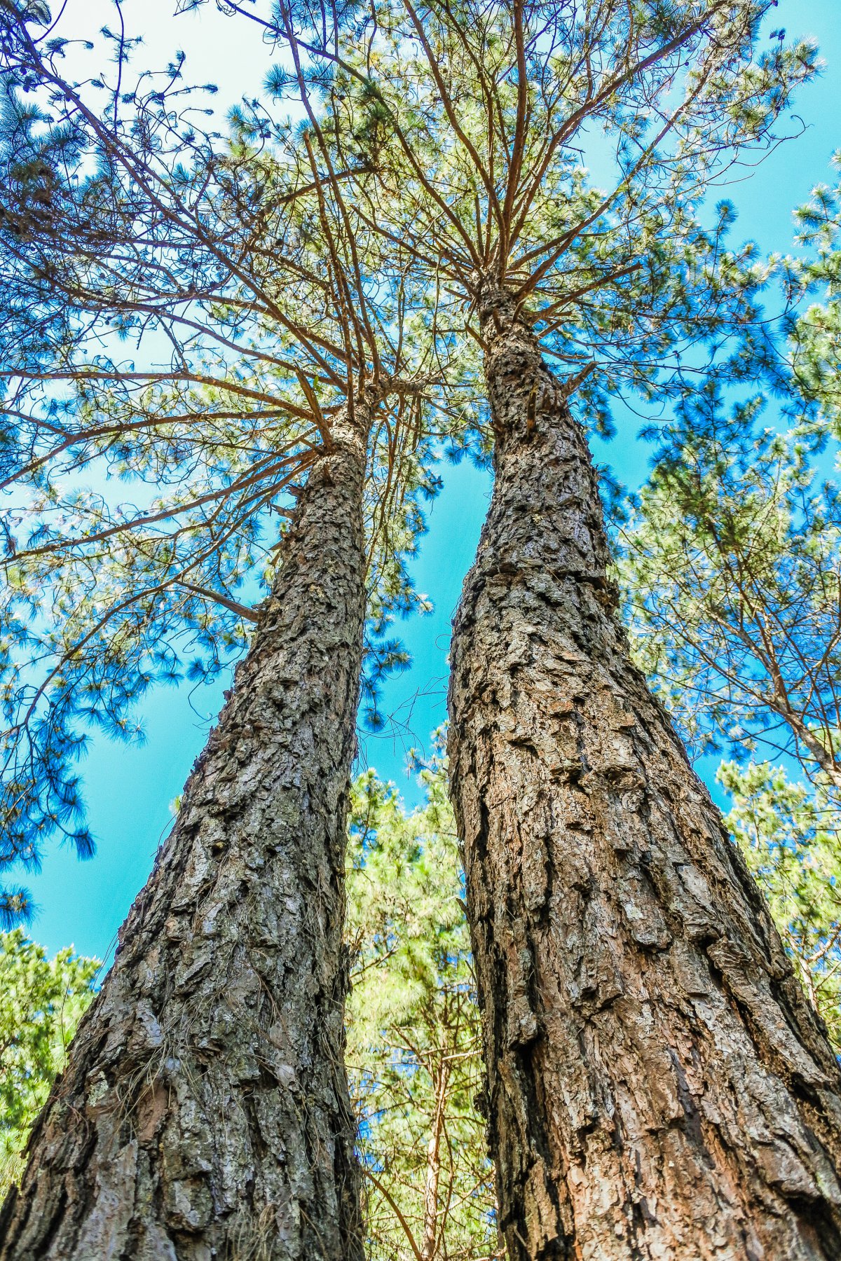 Pictures of tall pine trees under blue sky