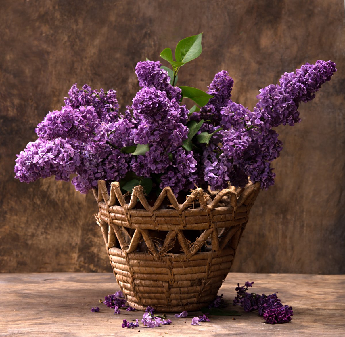 Lively blooming lilac pictures