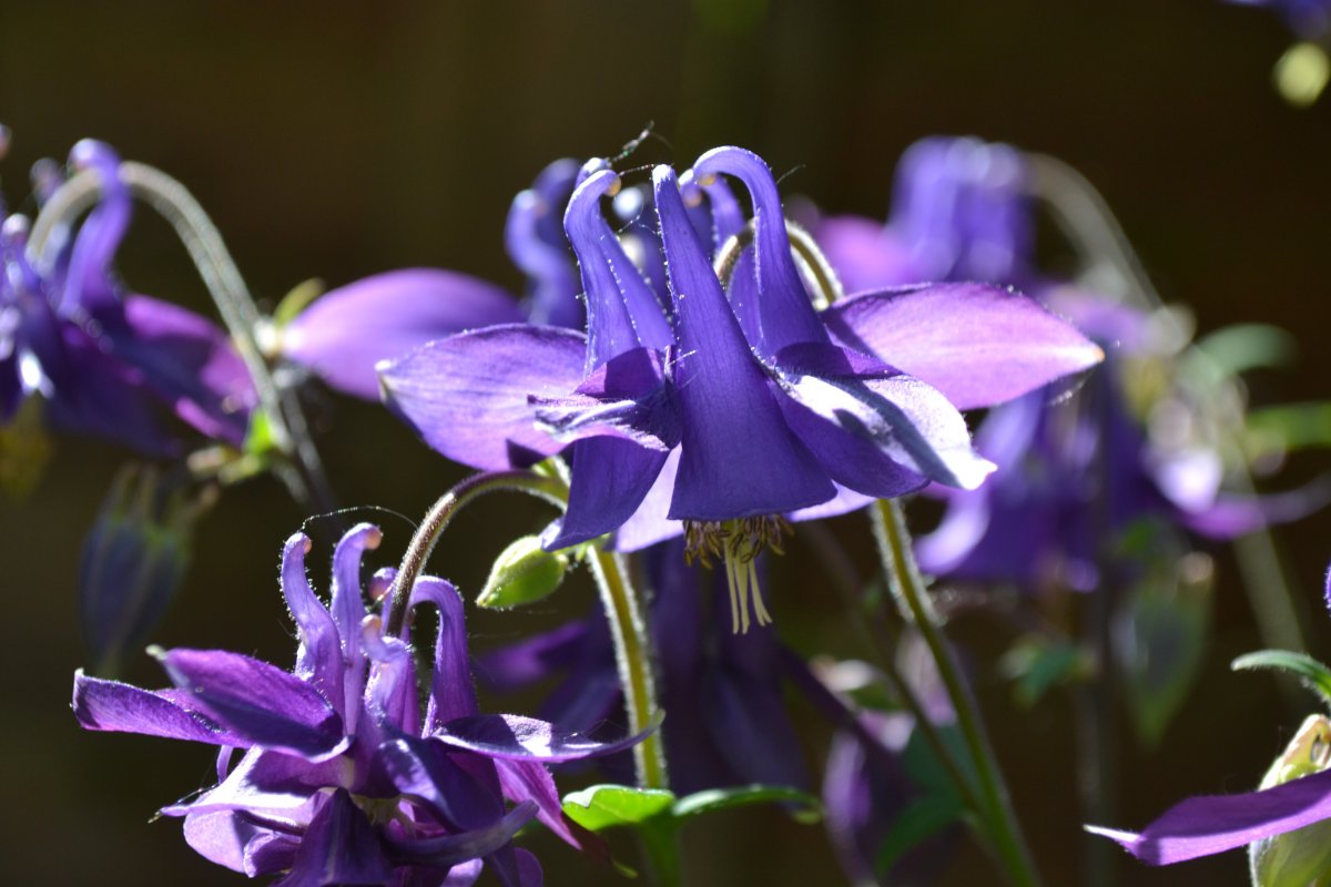 Pictures of columbines in various colors