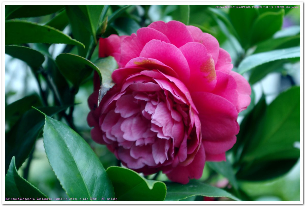 Beautiful camellia pictures