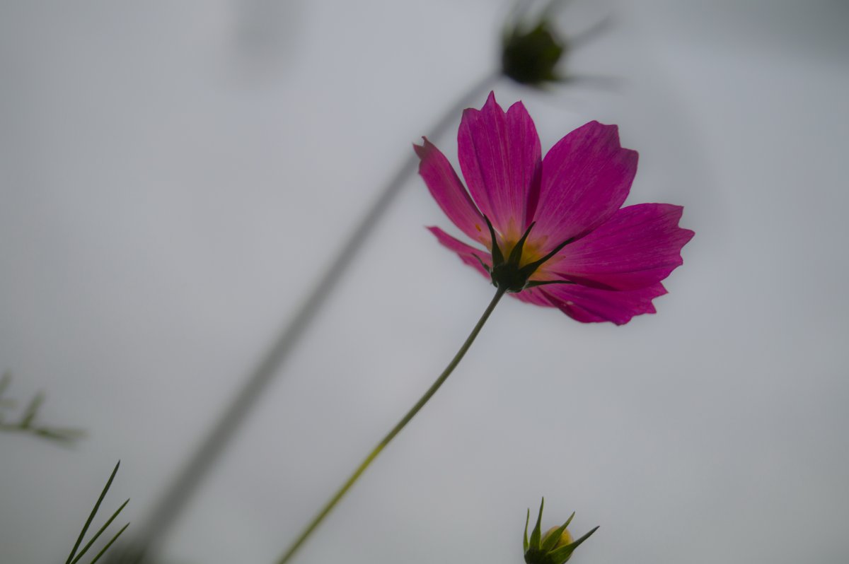 Elegant Gesang flower pictures