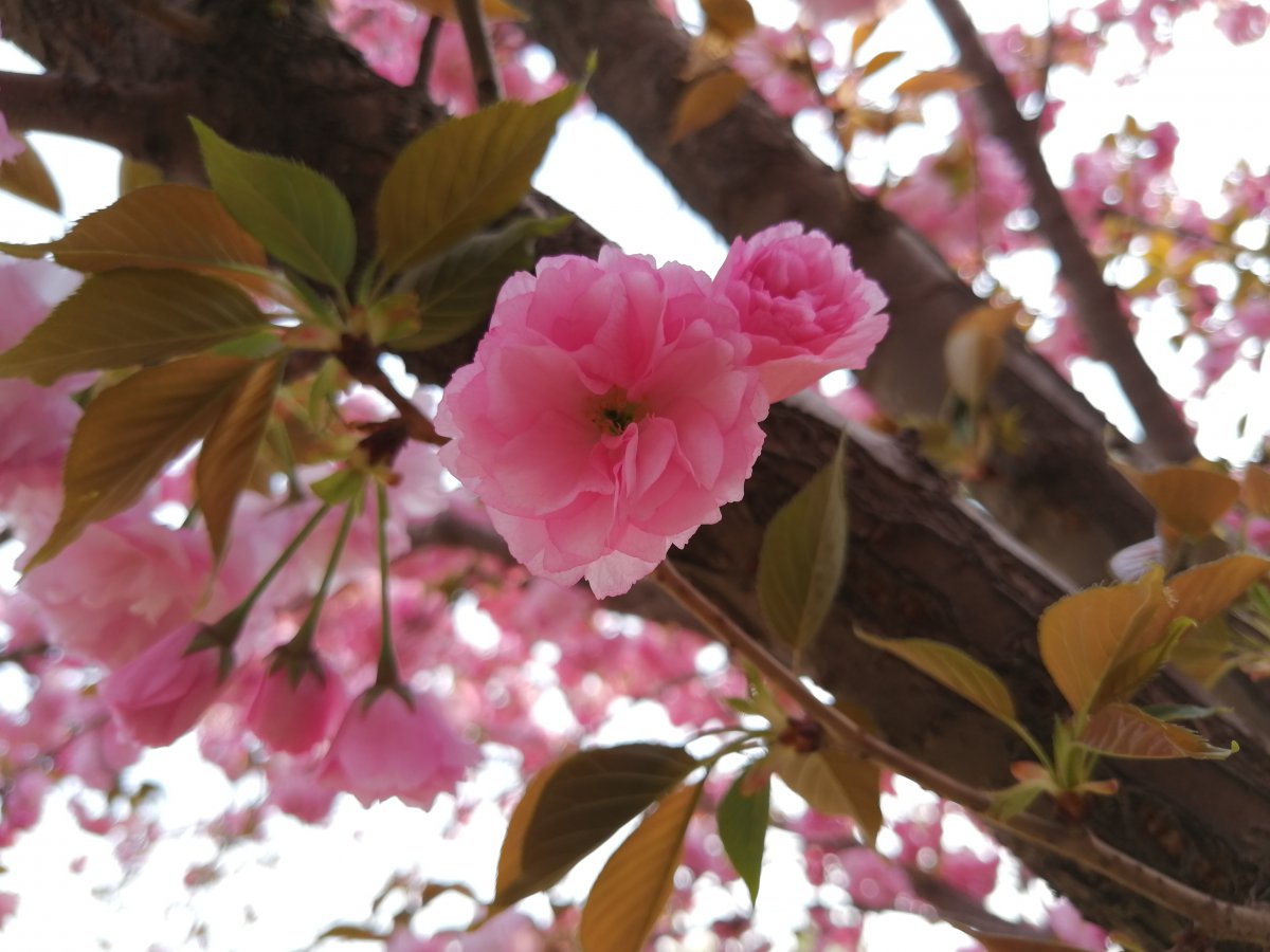 Beautiful blooming cherry blossom pictures