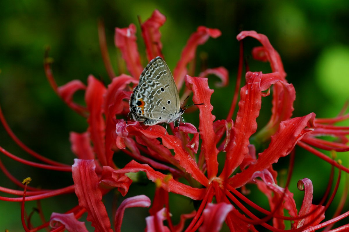 Pictures of red and charming Bana flowers