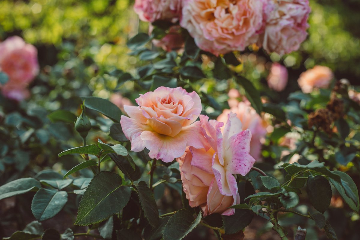 Close-up picture of blooming roses on branch