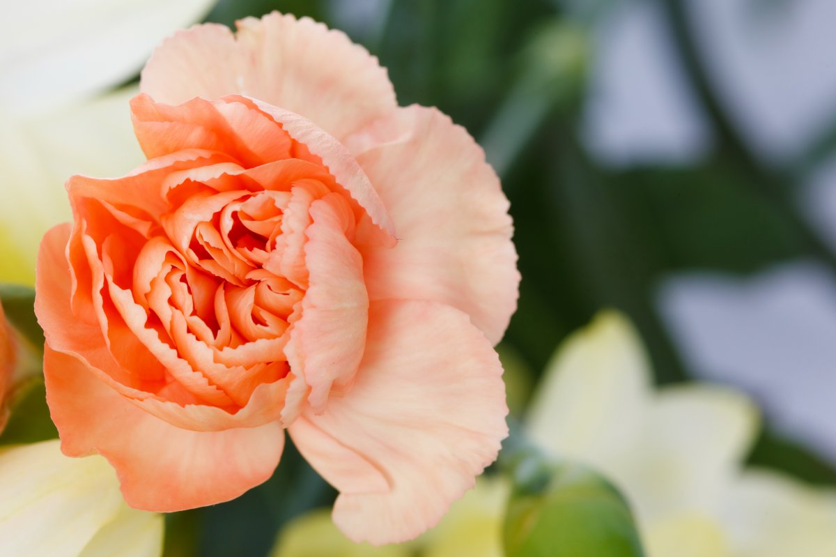 Beautiful and fresh carnation pictures