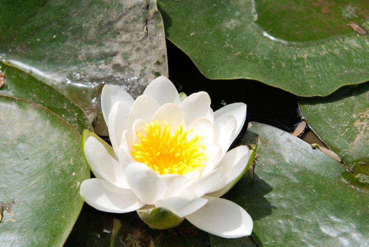 Pictures of beautiful lotus flowers in various colors