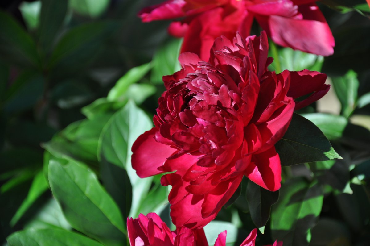 Gorgeous and passionate colorful peony flower pictures