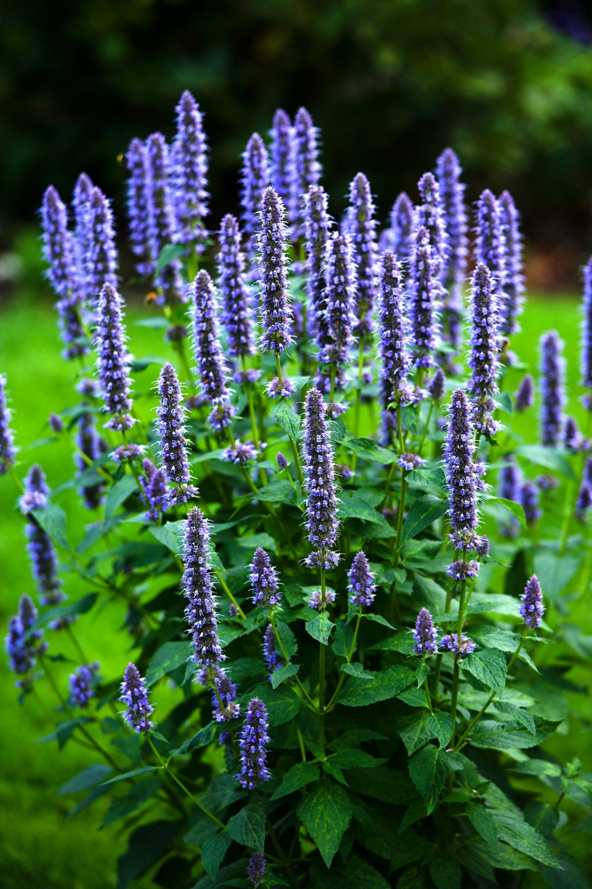 Beautiful purple lavender pictures