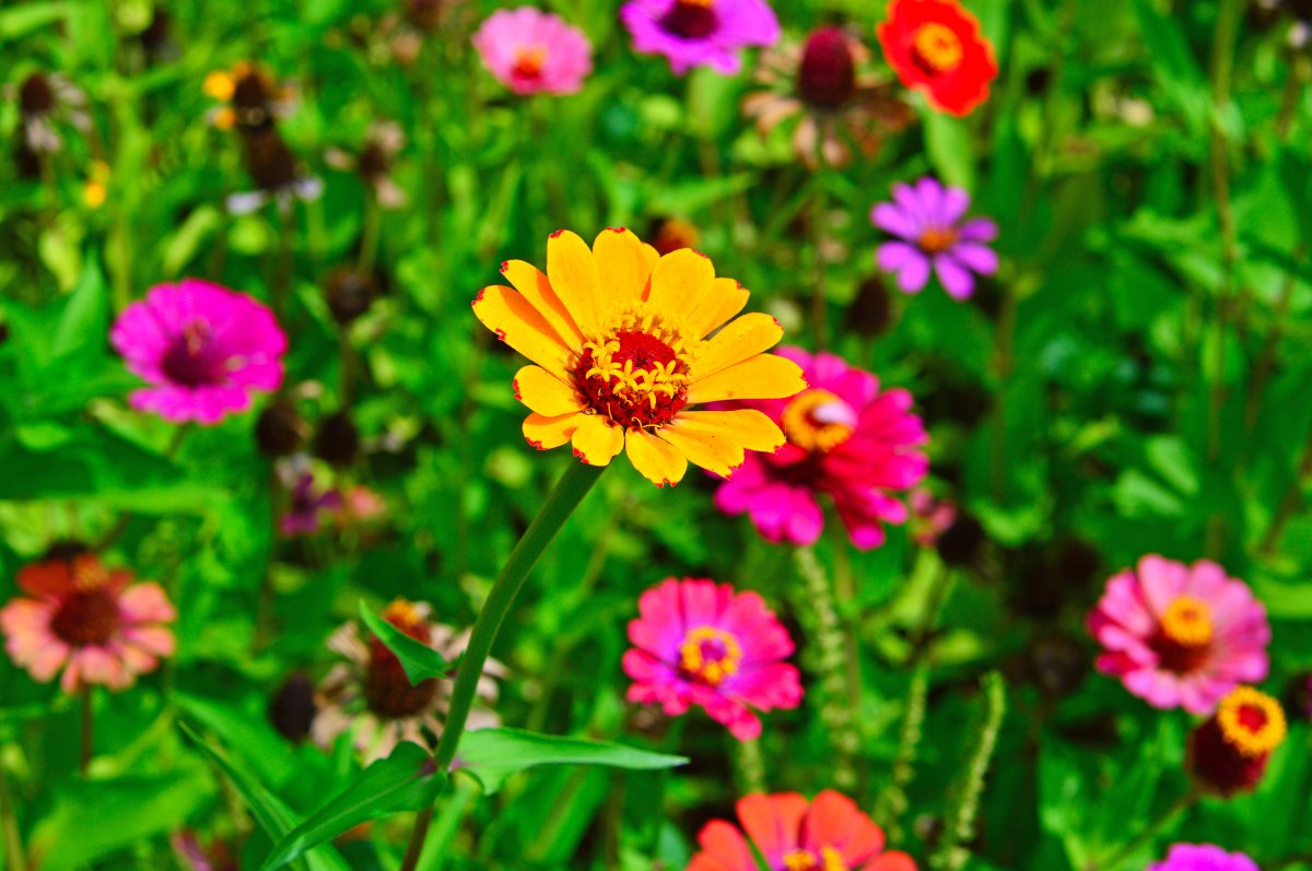 Colorful wild daisy flower pictures