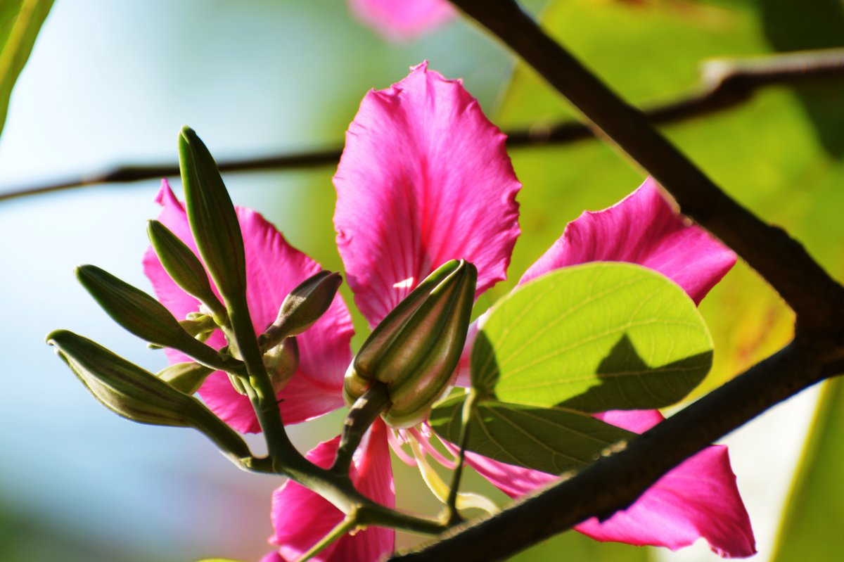 Bauhinia flower HD pictures