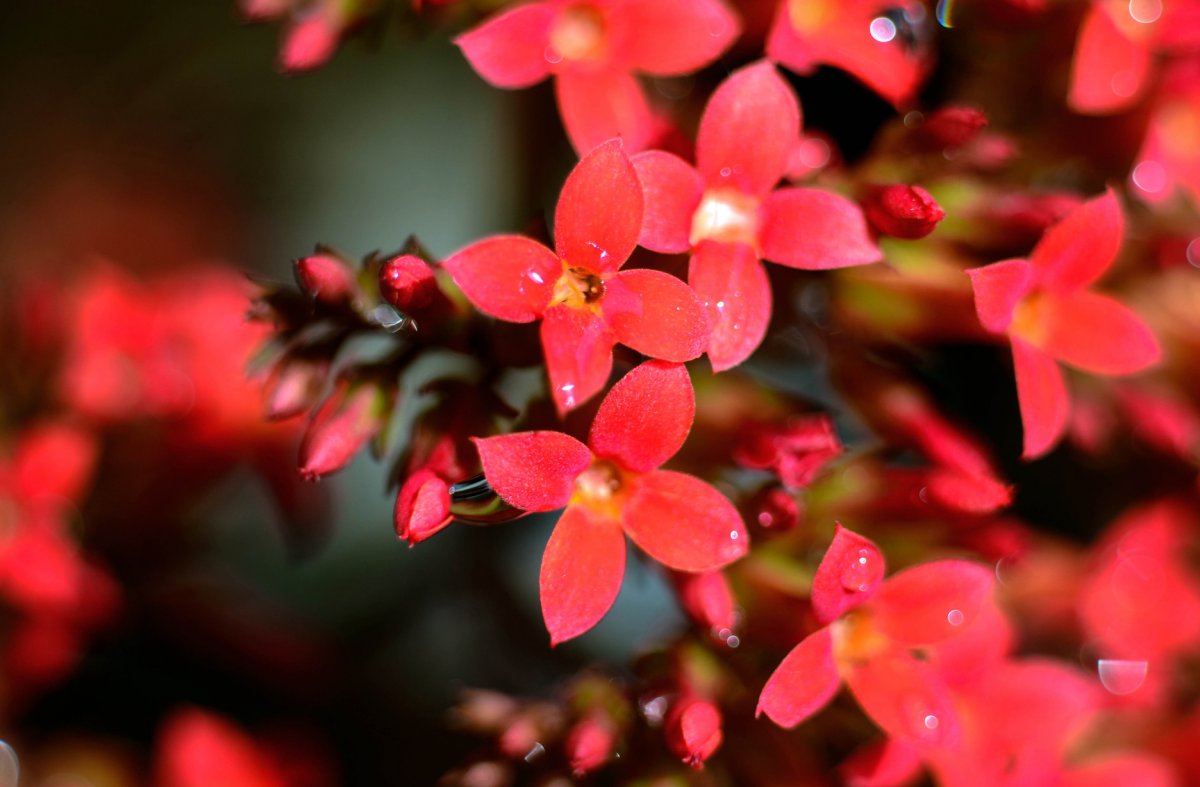 Red longevity flower HD picture