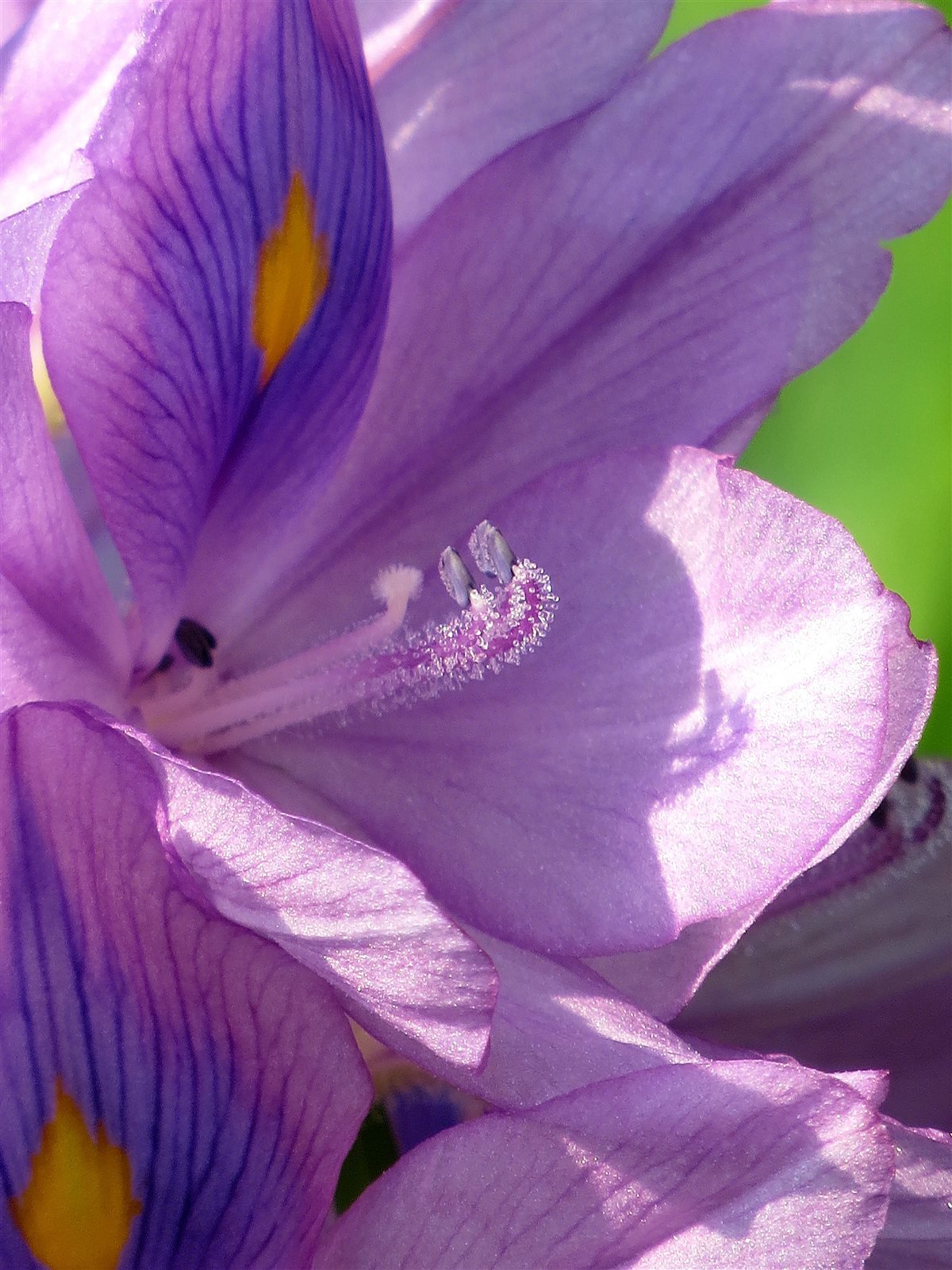 Water hyacinth HD pictures