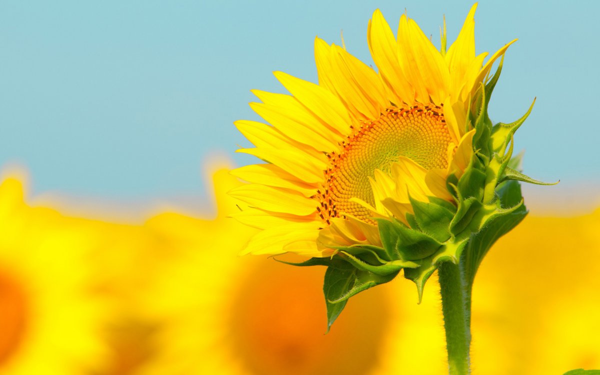 HD pictures of sunflowers in the sun