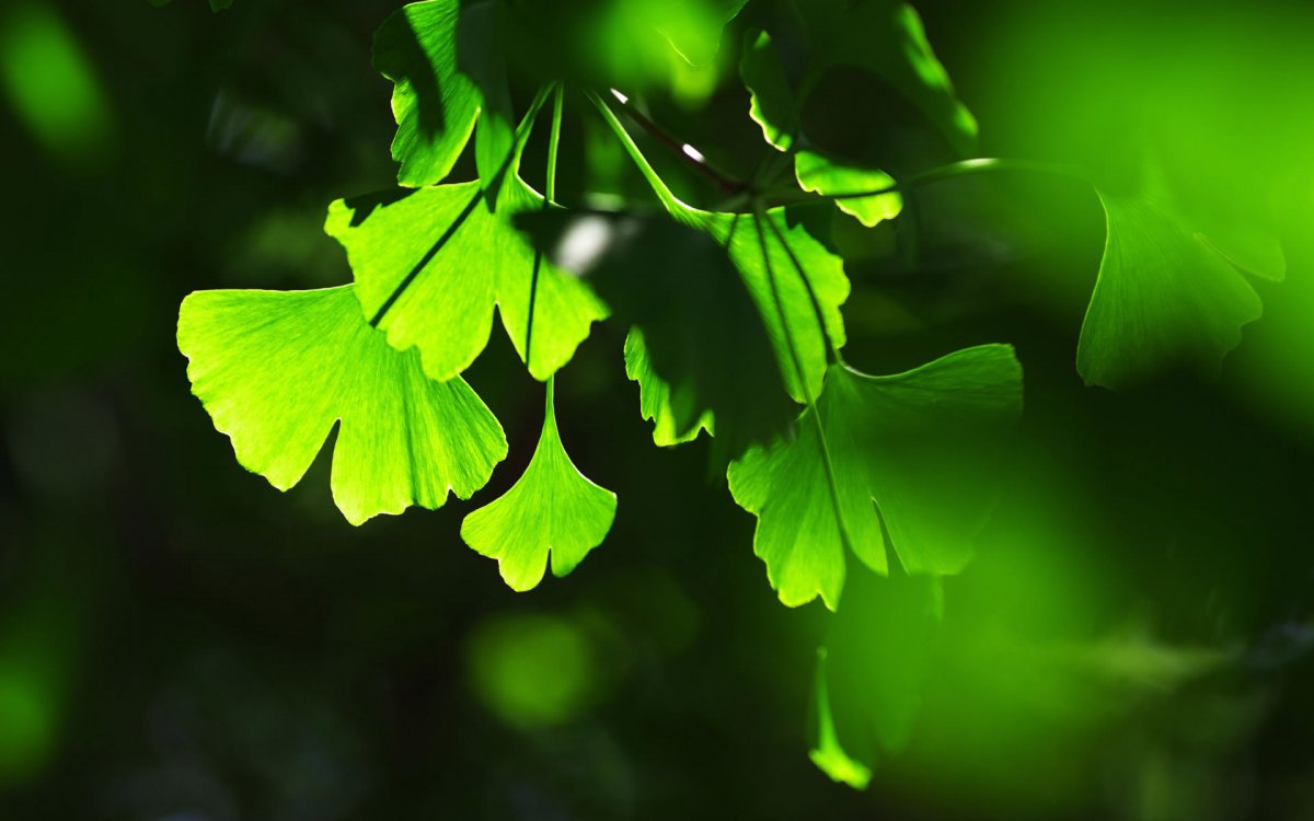 Spring green leaves HD pictures