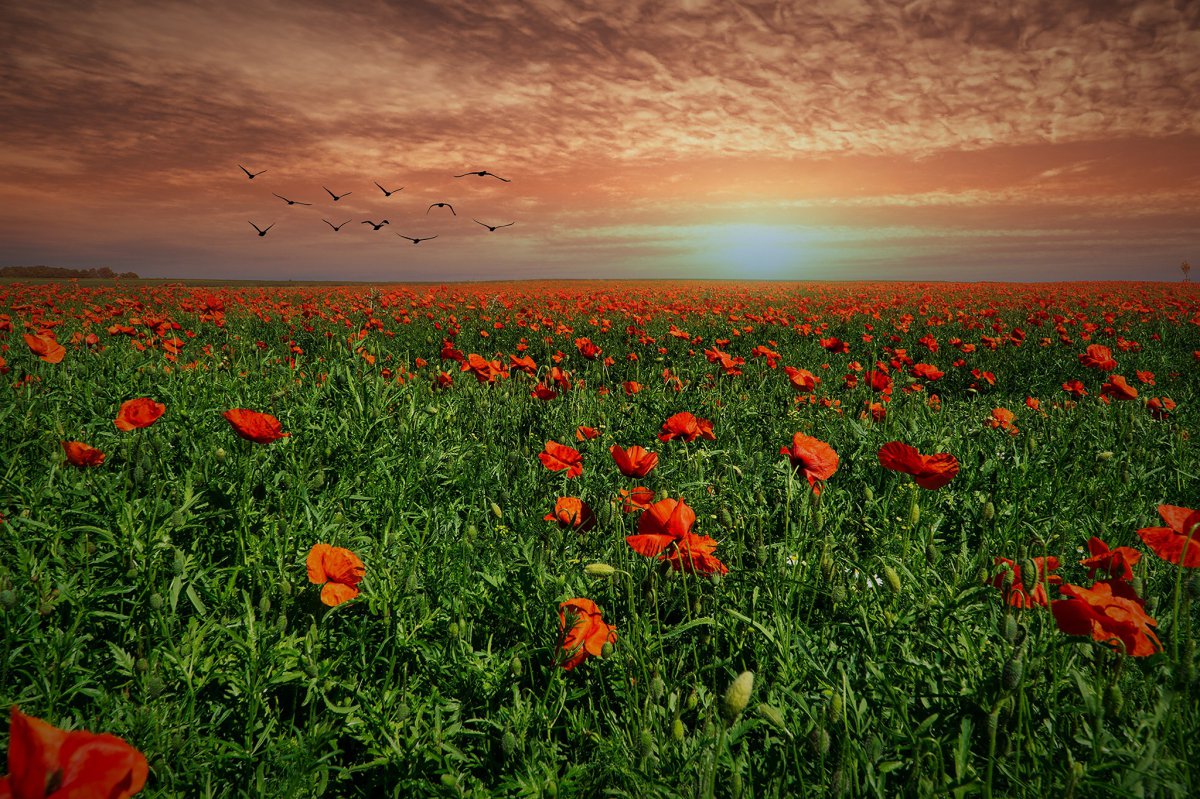 Bright red poppy flower pictures