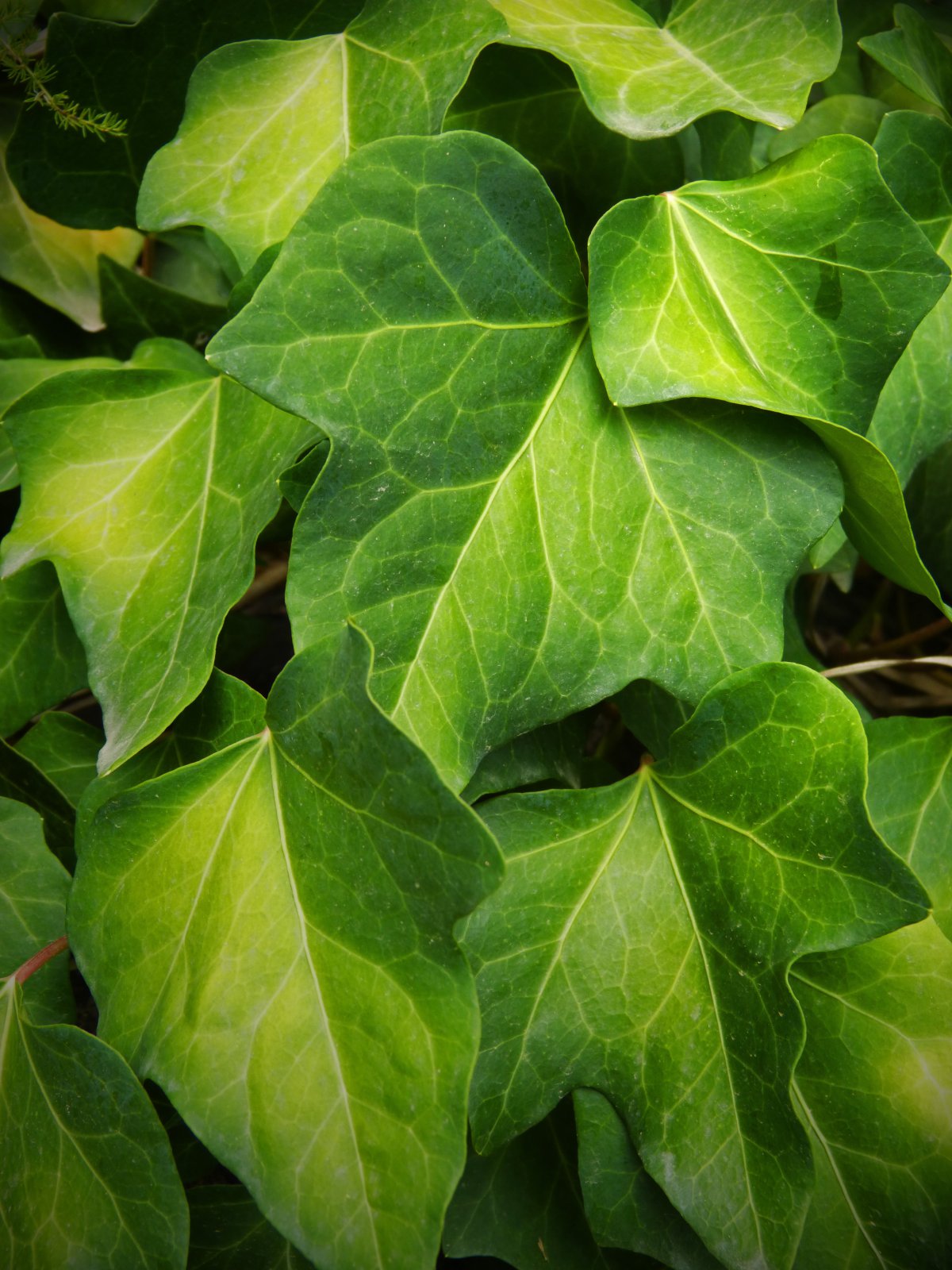 Pictures of ivy decorating the environment